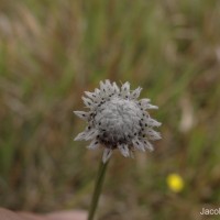 <i>Eriocaulon ceylanicum</i>  K  rn.